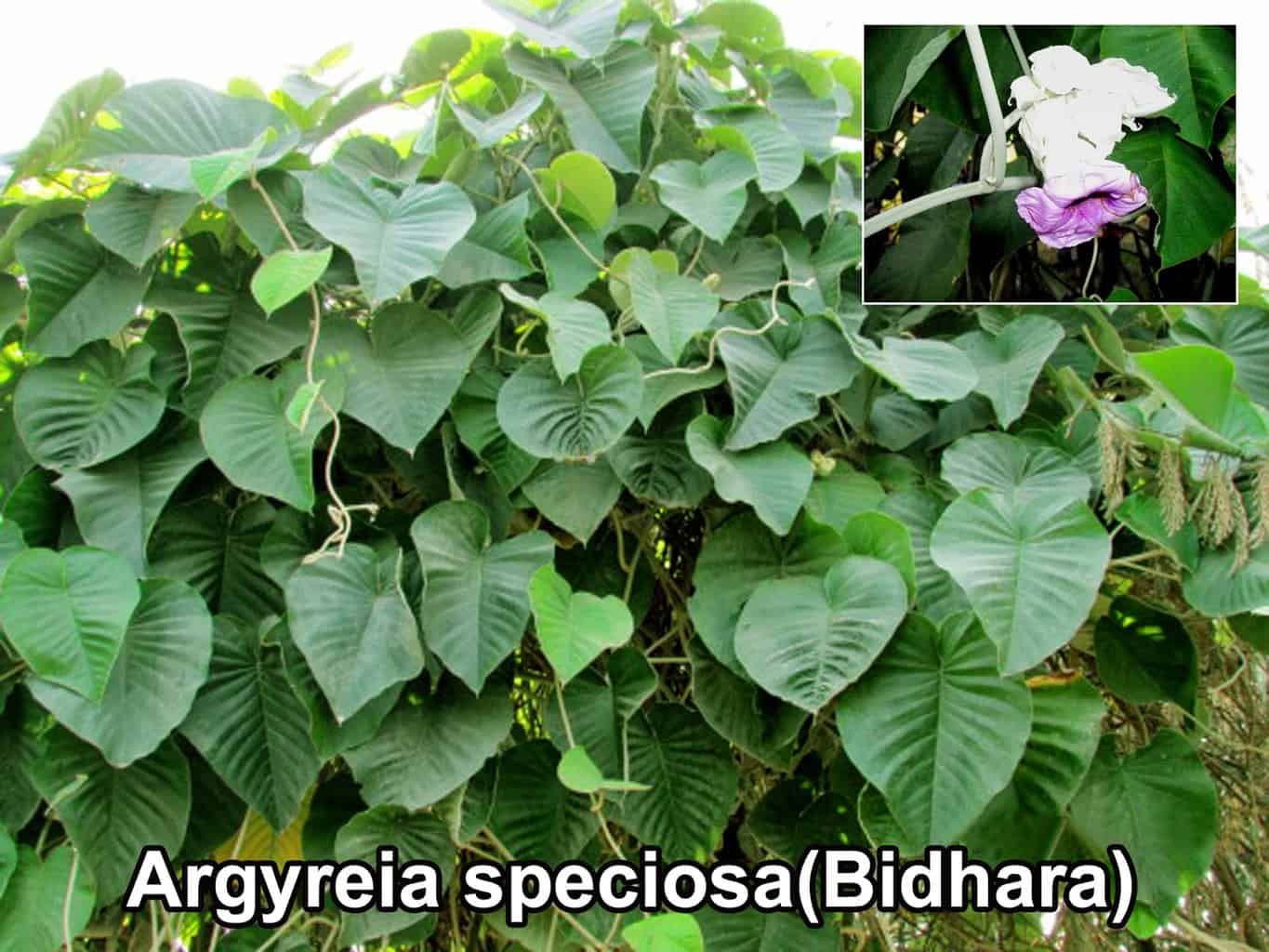 vidhara plant benefits