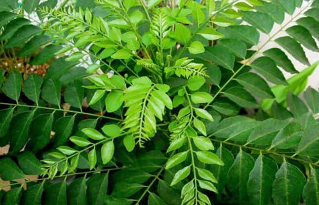 curry leaves benefits in hindi
