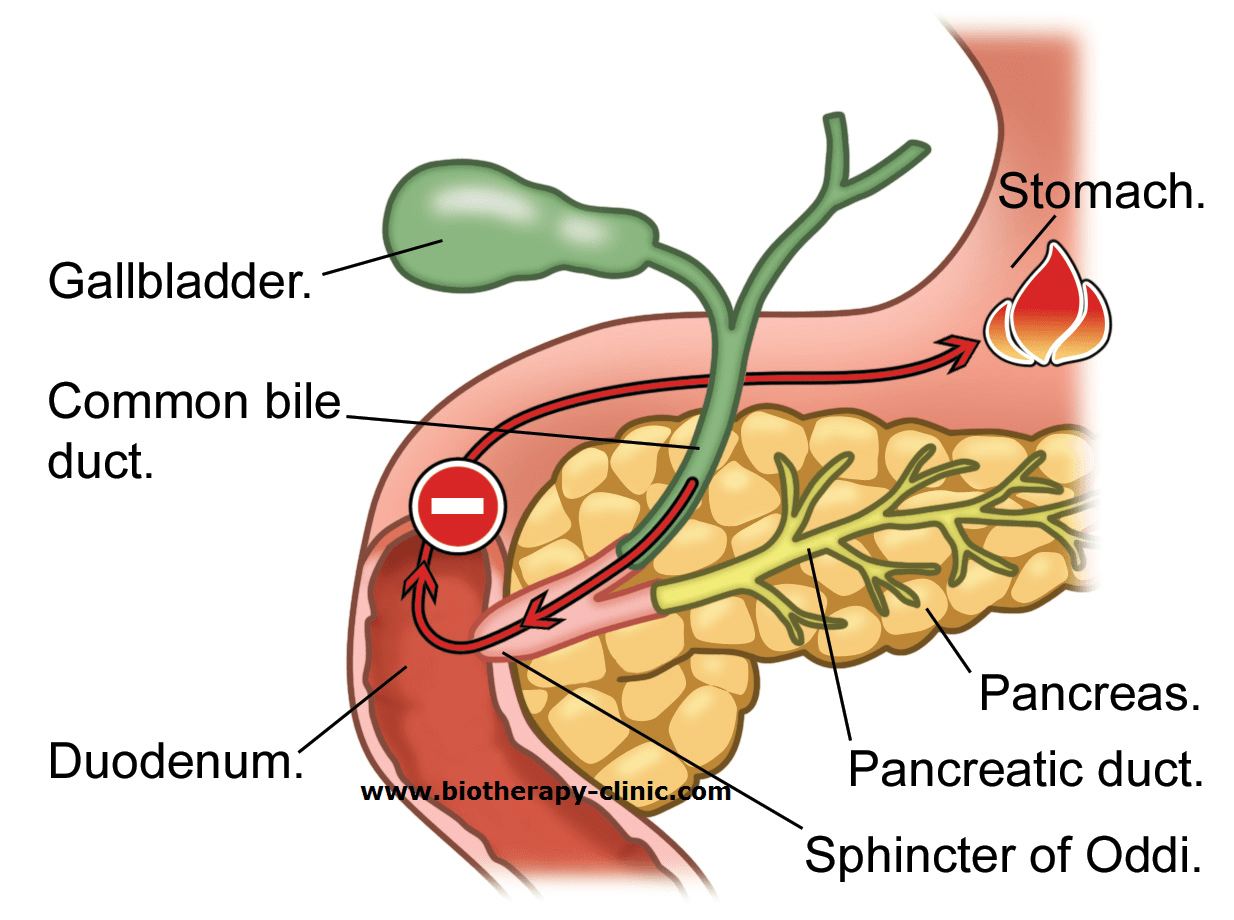 Щитовидная железа и желчный пузырь